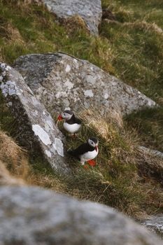 Two Atlantic puffins perched on a rocky landscape in Norway's coastal region.