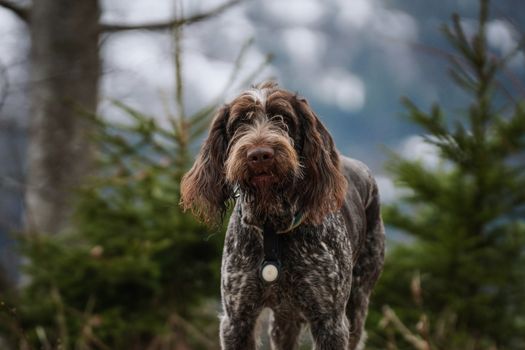 grouse mountain dog