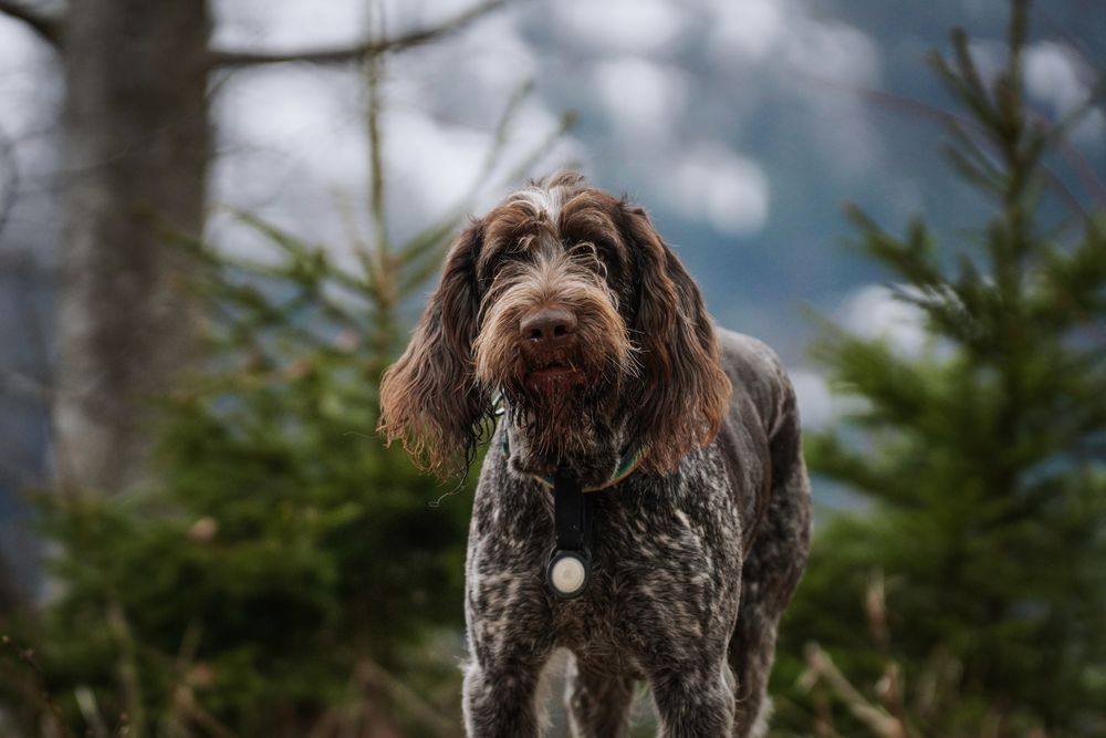 German Wirehaired Pointer, photo 2