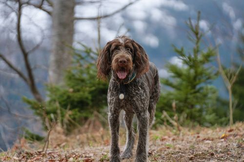 Free A German Wirehaired Pointer stands outdoors in a serene mountainous forest landscape. Stock Photo