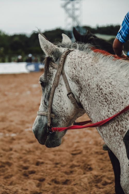 Free A beautiful spotted horse with a red bridle in a riding arena. Rider partially visible. Stock Photo