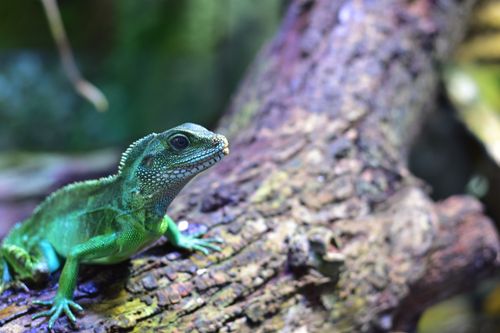 Free A vibrant Chinese water dragon perched on a textured log, showcasing its striking green hues in a natural habitat. Stock Photo