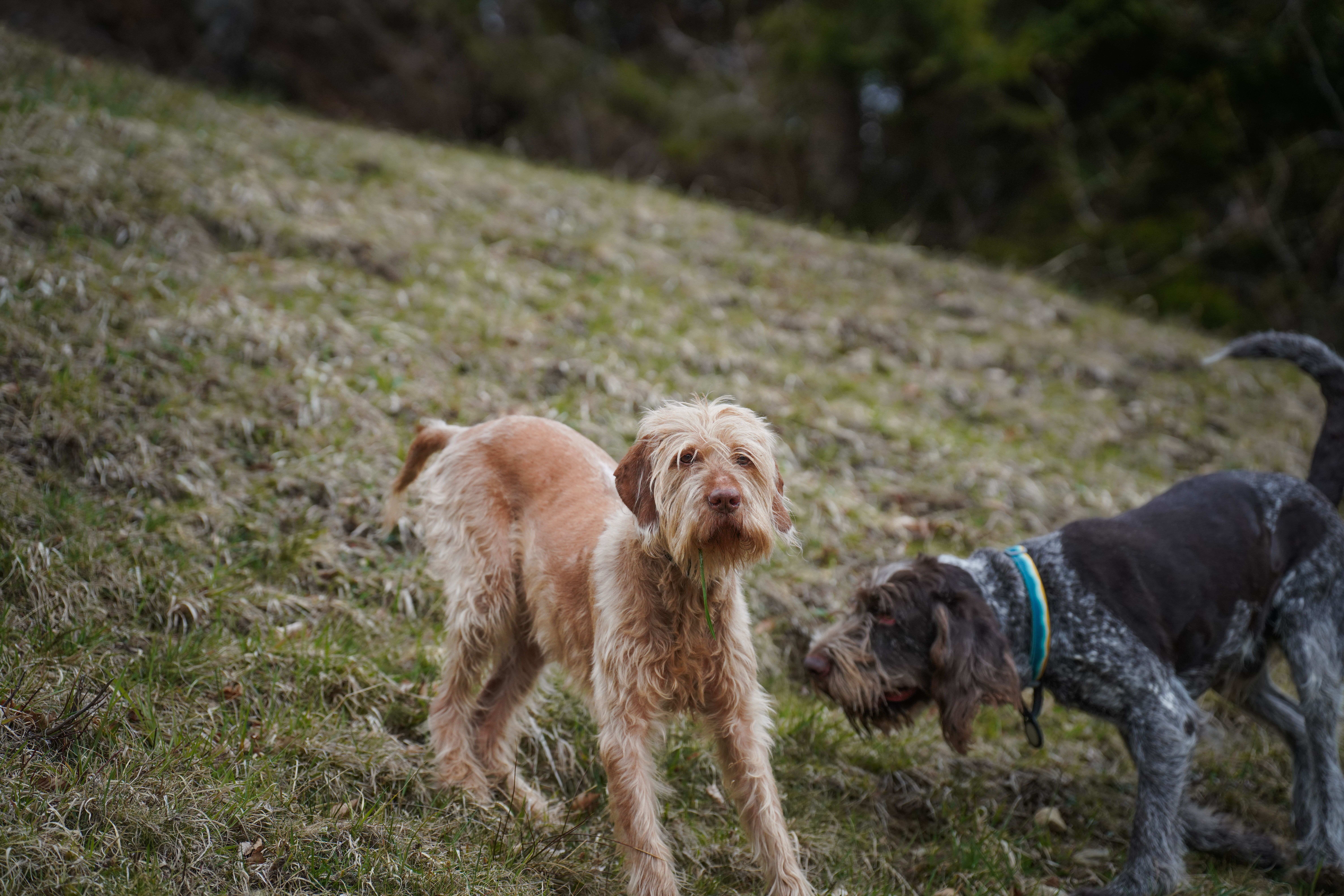 Hund beim Fellpflegeservice