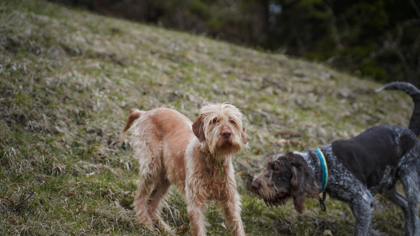 Hunting Dogs That Don't Trigger Allergies: Pointer, Afghan, and Basenji