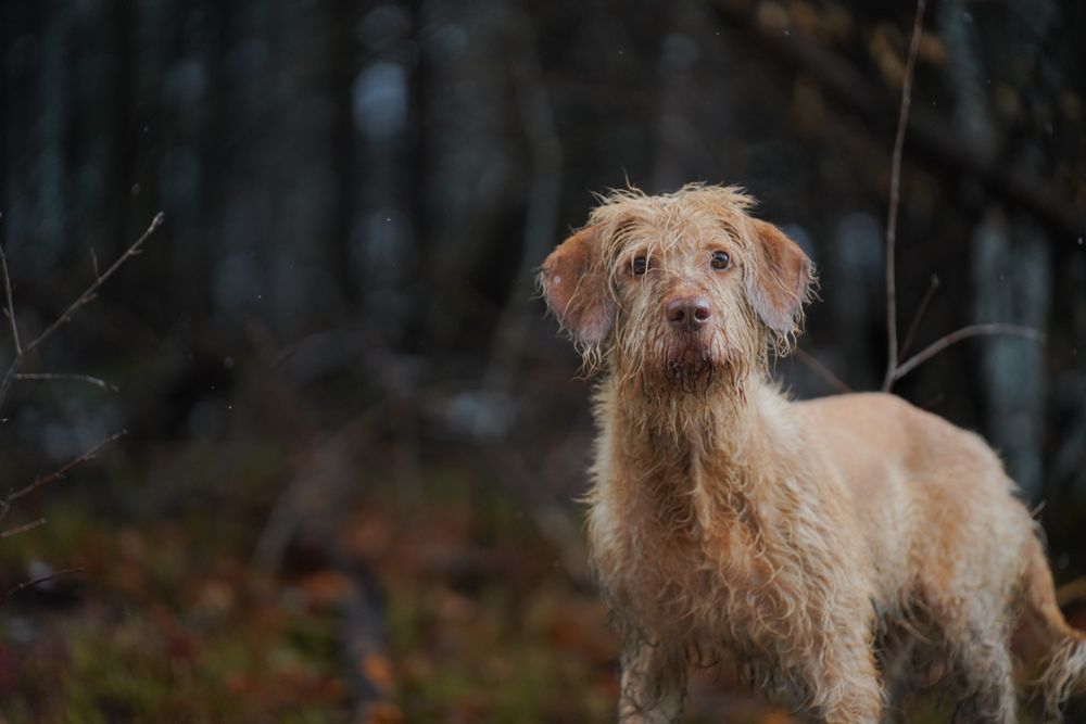 Wirehaired Vizsla, photo 2