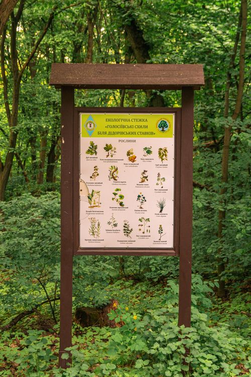 Free A wooden information sign with plant illustrations in a lush green forest in Kyiv, Ukraine. Stock Photo