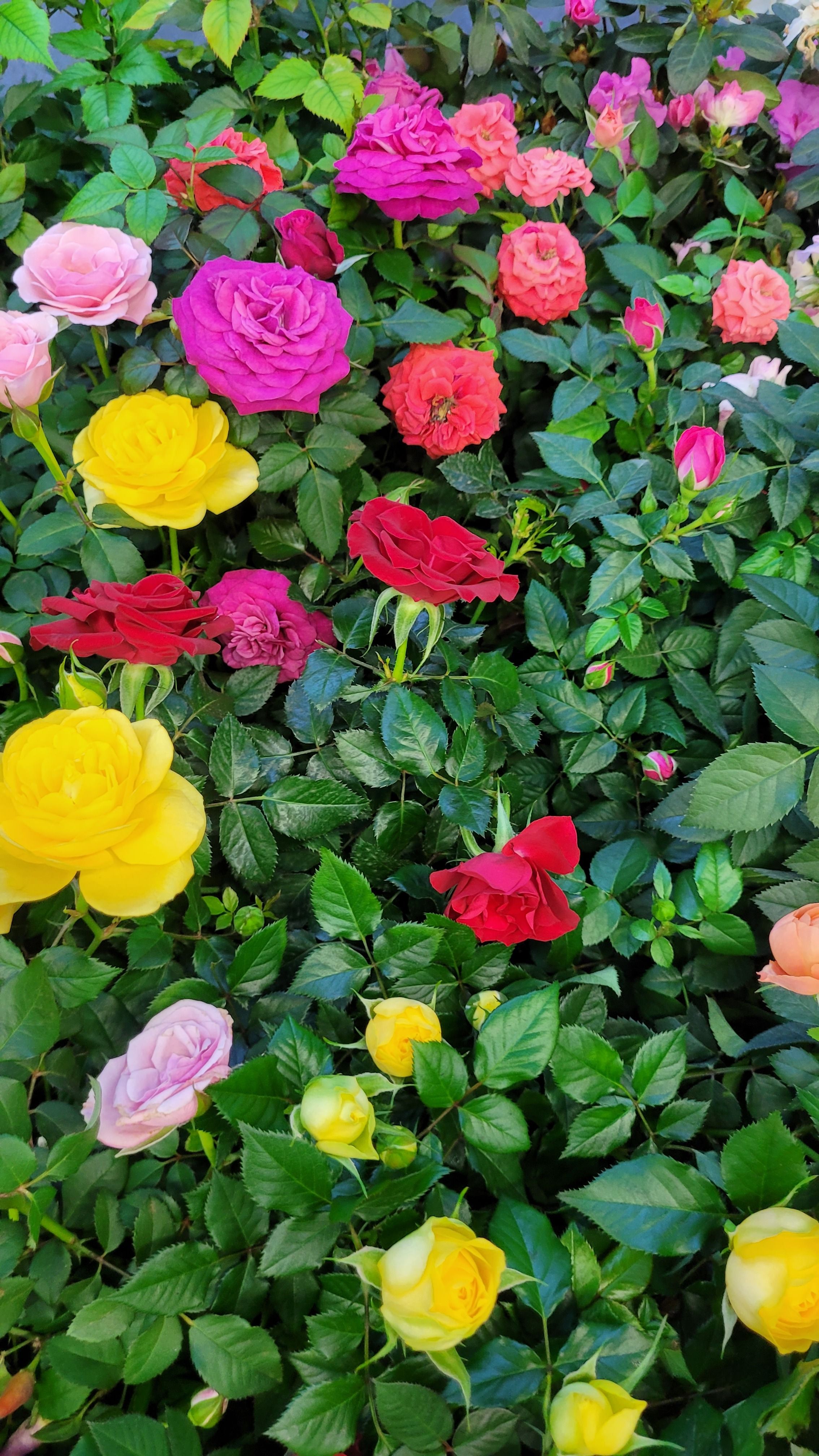 Vibrant Multicolored Rose Garden in Bloom · Free Stock Photo