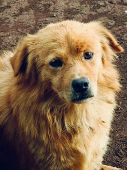 Close-up of a Golden Retriever with a curious expression in an outdoor setting.