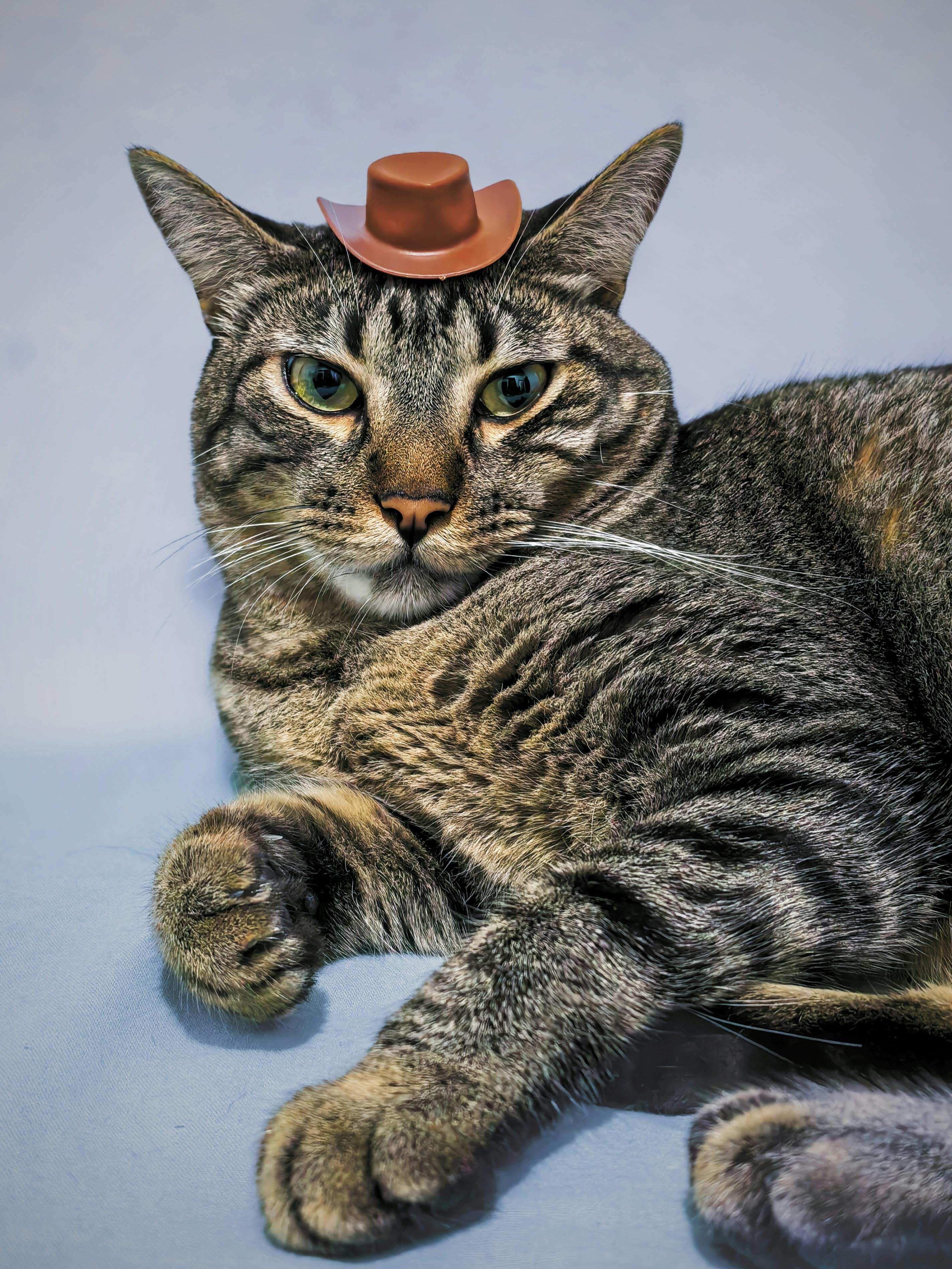 Cute tabby cat wearing a small cowboy hat, lying on a blue surface. Perfect for pet lovers.