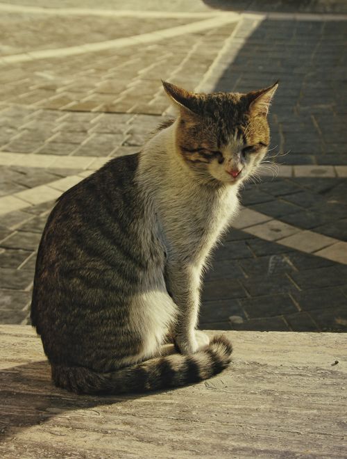 Free A stray cat sits on sunlit pavement, casting a shadow, with a calm demeanor. Perfect for urban wildlife themes. Stock Photo