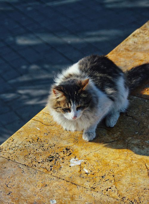 Free A fluffy cat resting on a sunlit stone surface, casting a shadow. Stock Photo