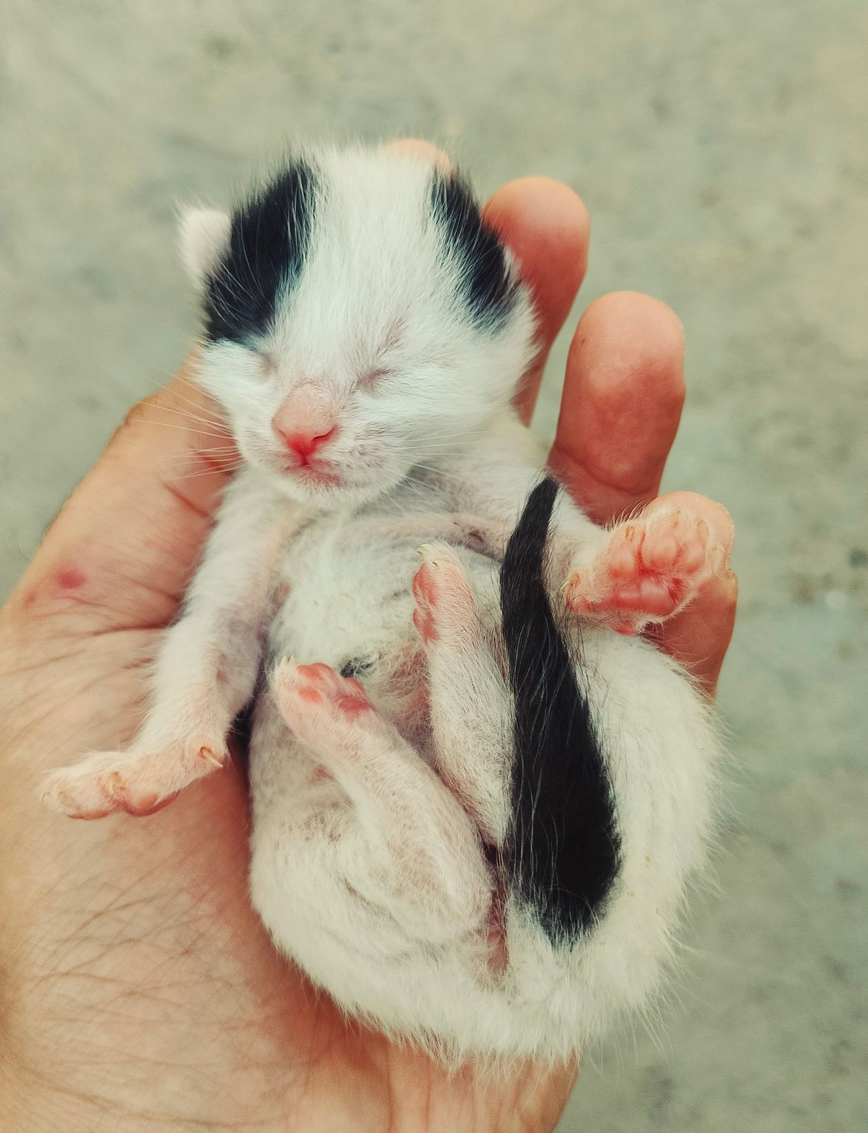 how to tell kitten age