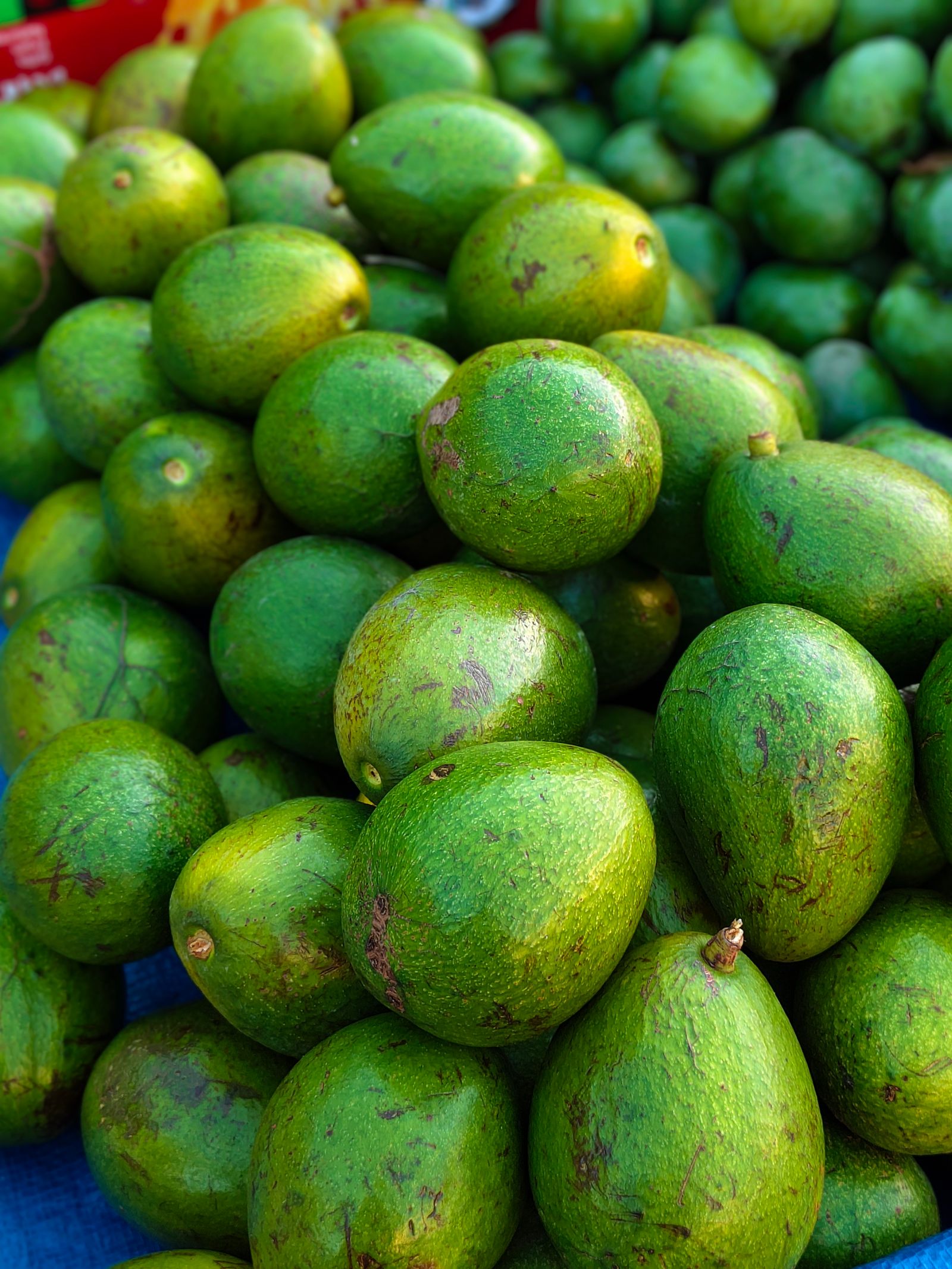 avocado