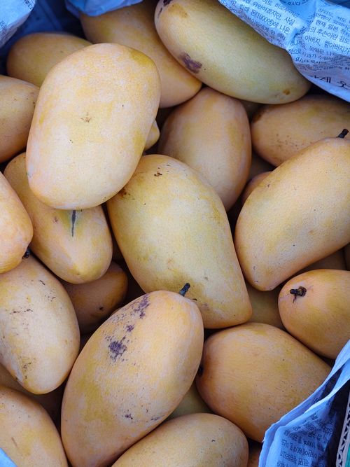 Free A vibrant display of fresh ripe mangoes at a Baler market in the Philippines. Stock Photo