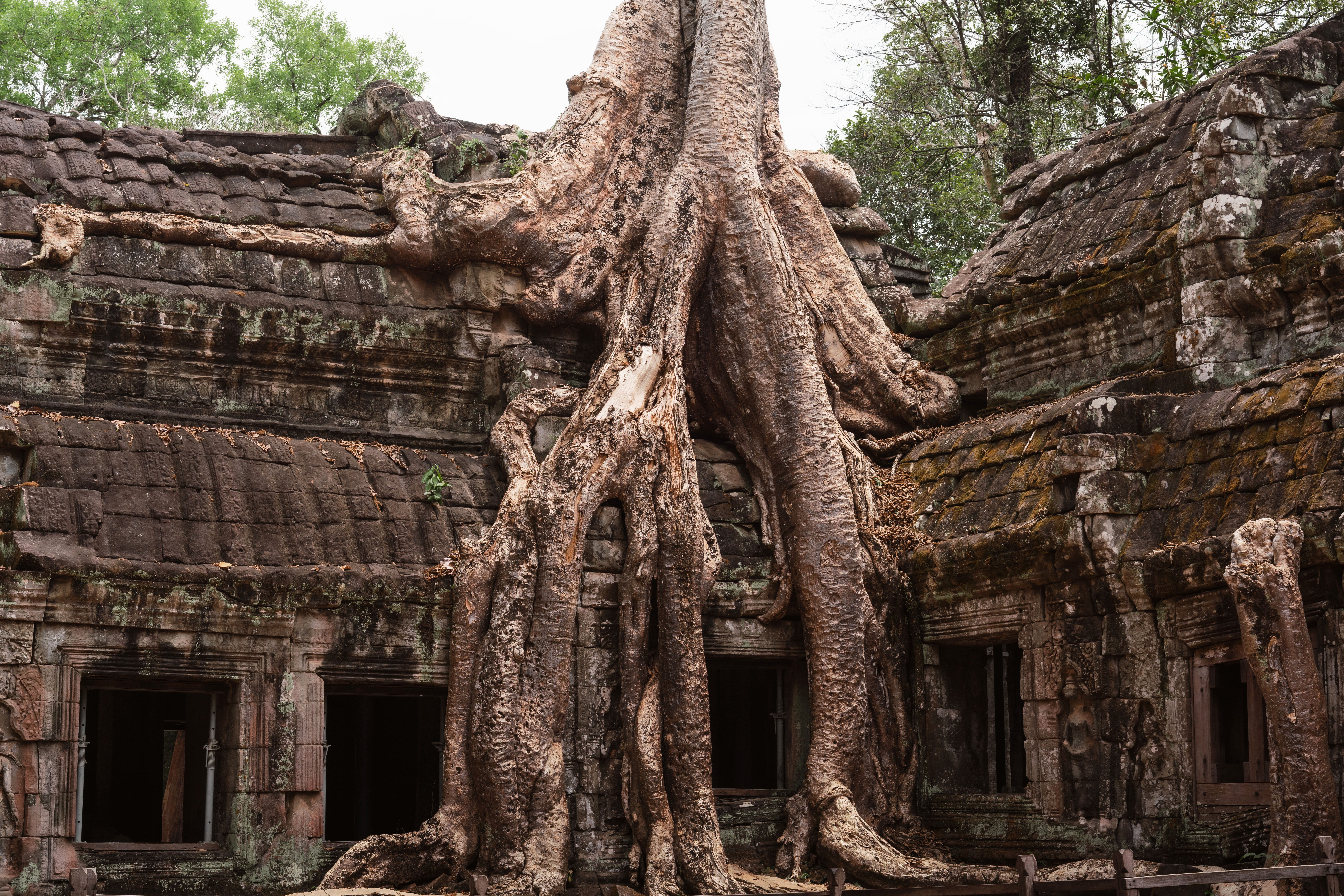 Explore the mystical site of Ta Prohm Temple where massive tree roots envelop historic ruins.
