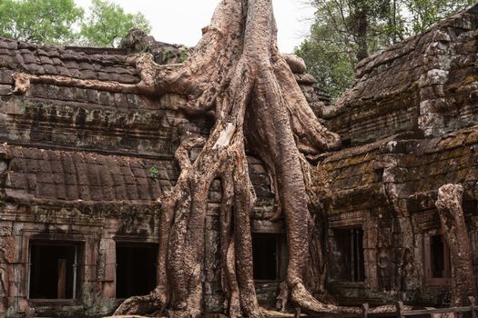 Explore the mystical site of Ta Prohm Temple where massive tree roots envelop historic ruins.