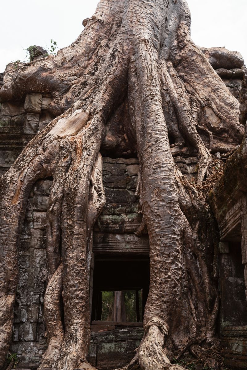 Tree Roots in Angkor Wat in Cambodia · Free Stock Photo