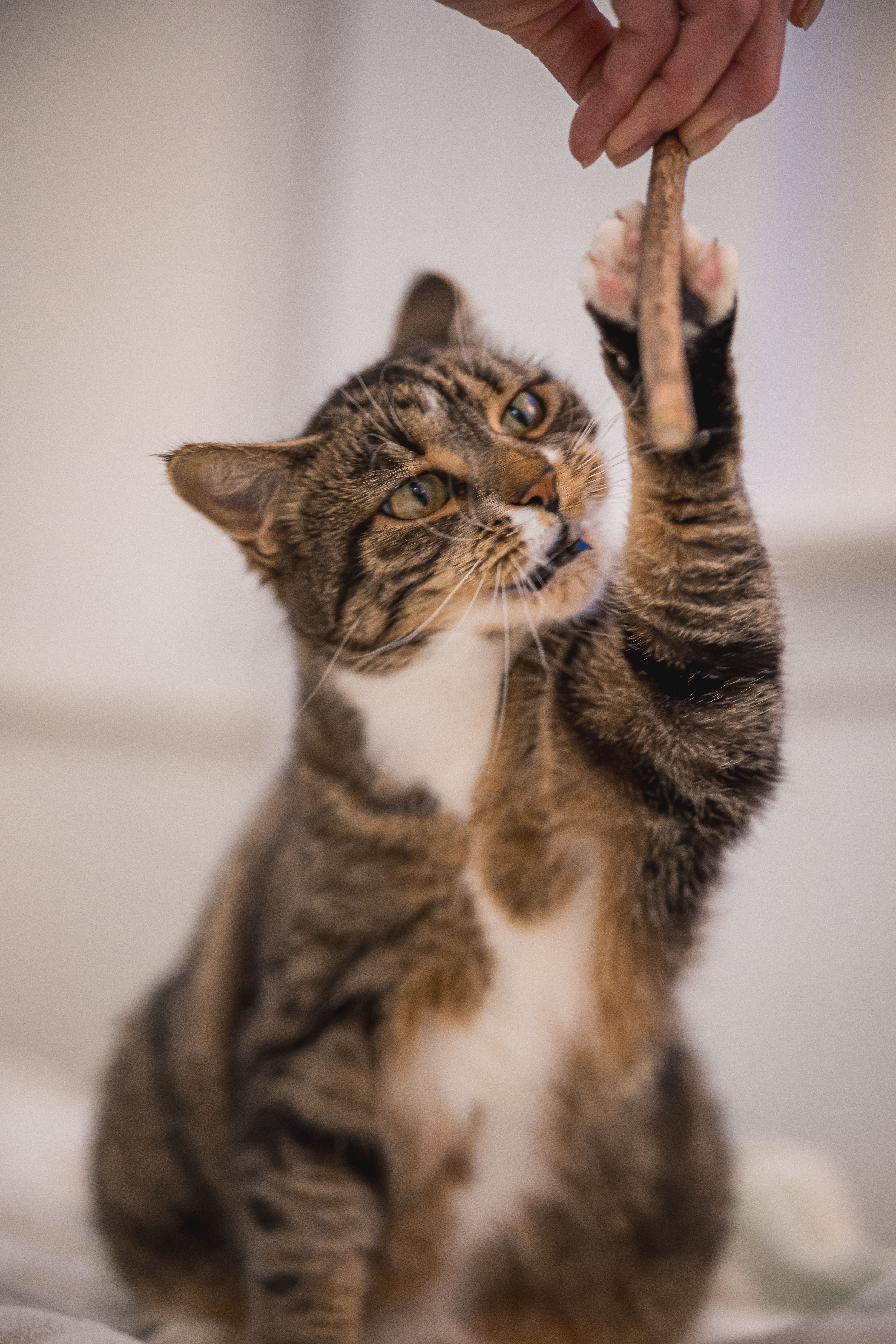 A tabby cat eagerly reaches for a treat, showcasing playful curiosity indoors.