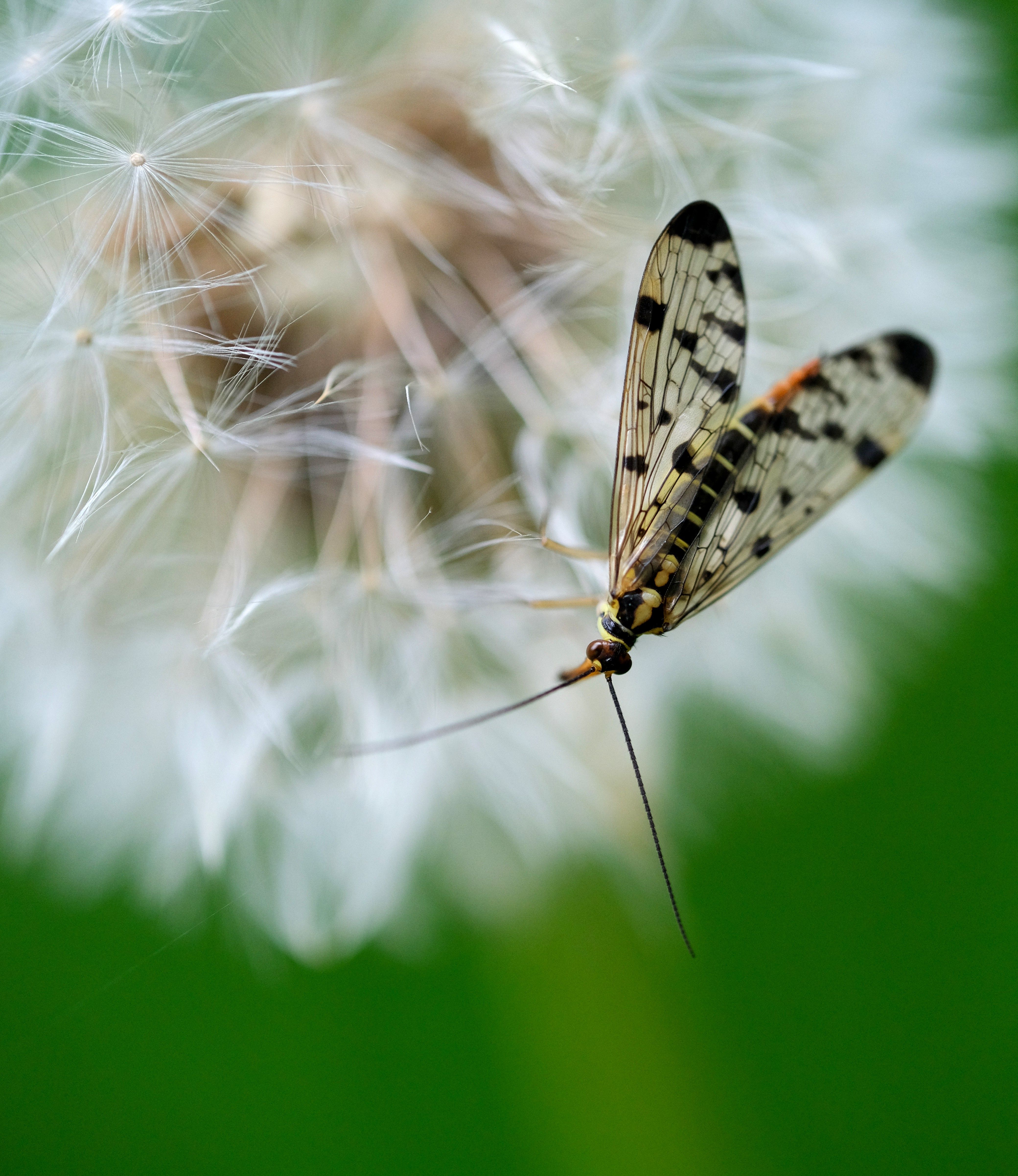 Close-Up of Insect Perched on Dandelion · Free Stock Photo