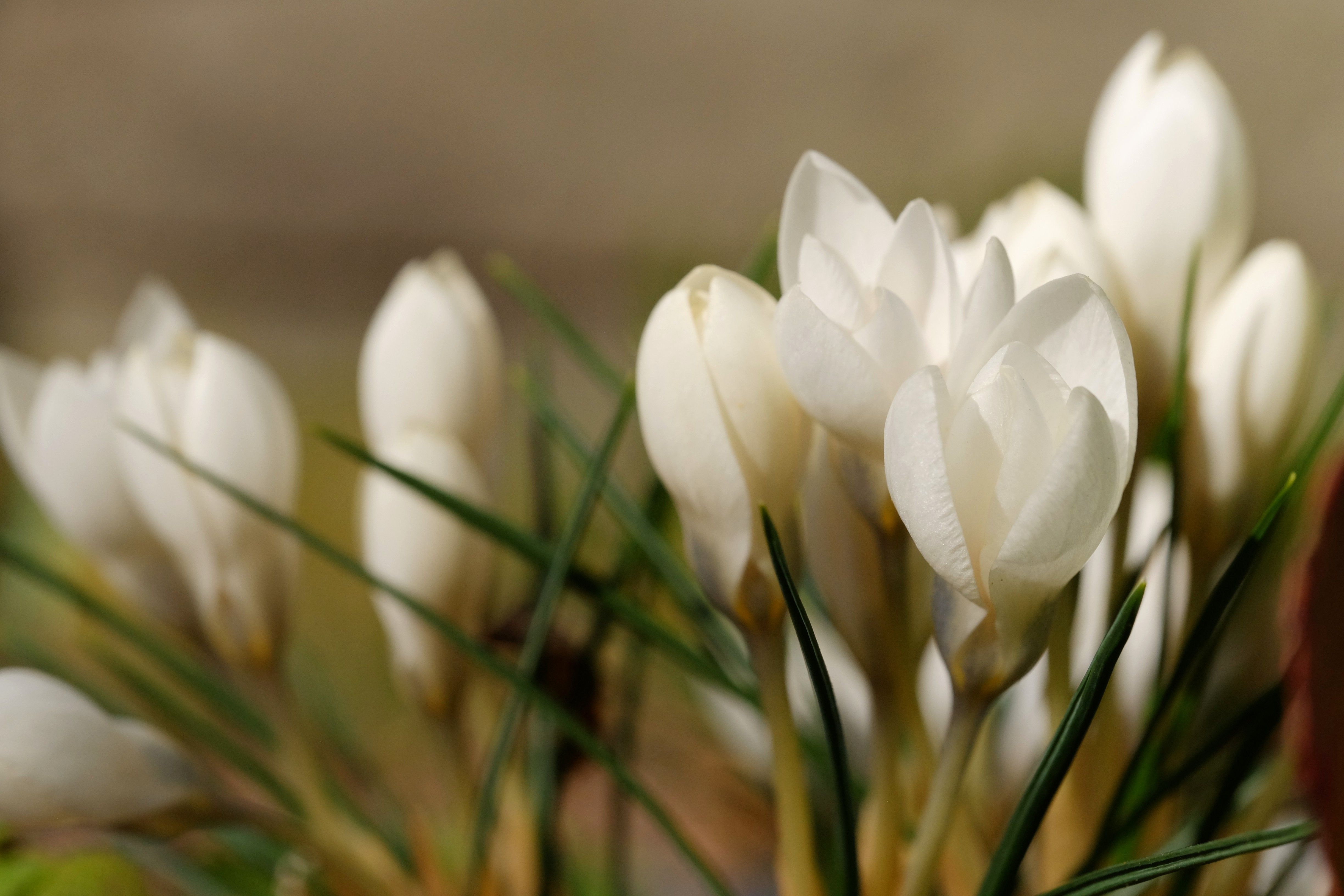 Flores De Azafrán Blanco Bajo La Luz Del Sol Primaveral. · Foto de ...
