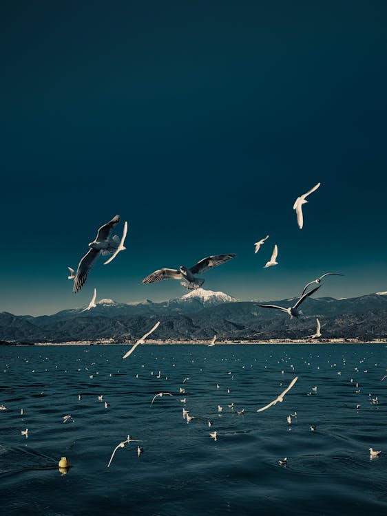 Flock of seagulls soaring over lake with blue clear water against high snowy mountains and cloudless sky