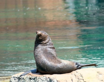 A sea lion enjoys sunbathing on a rock by the tranquil water, showcasing natural marine life.