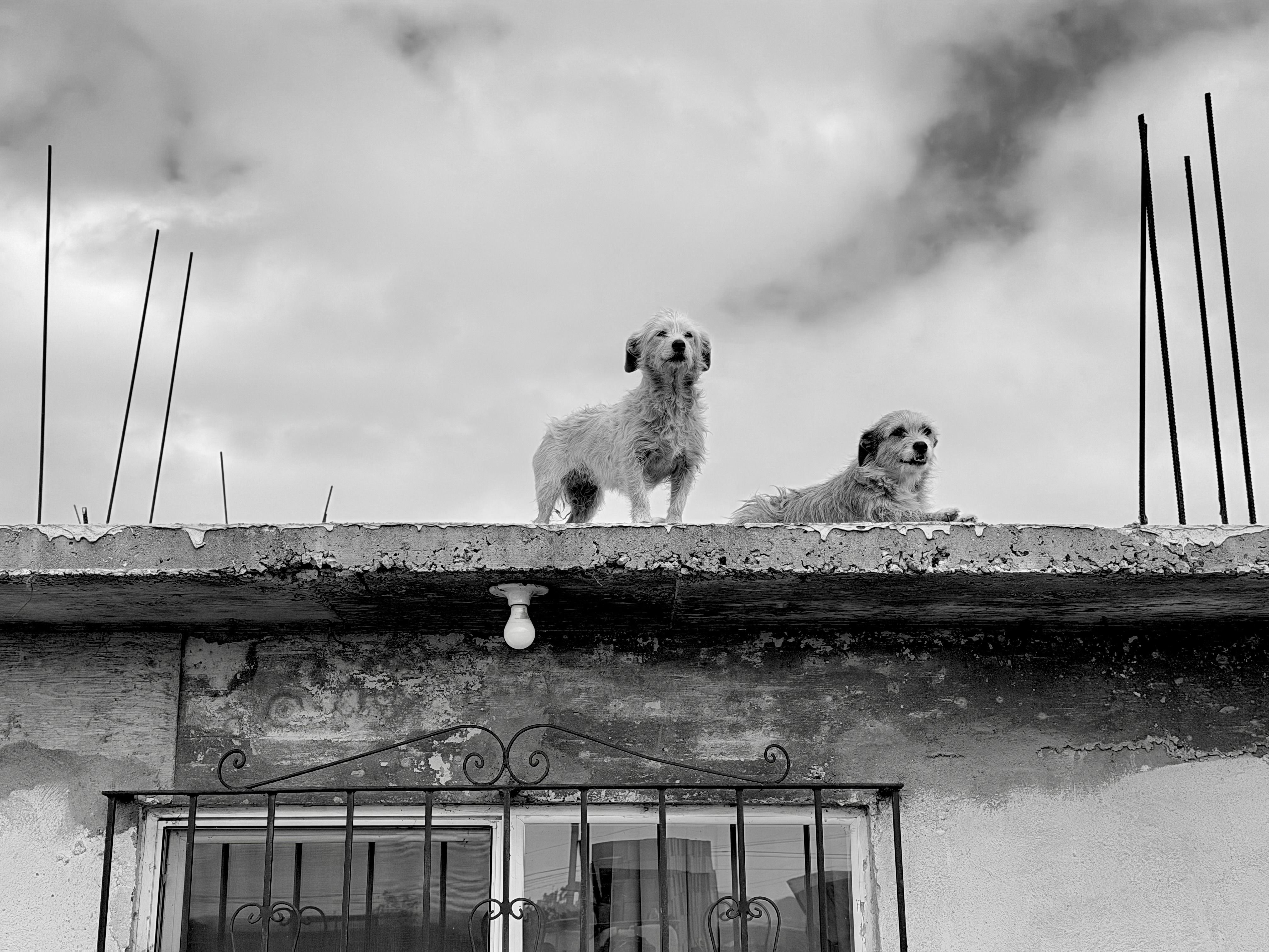 Portrait of a dog at a veterinary clinic