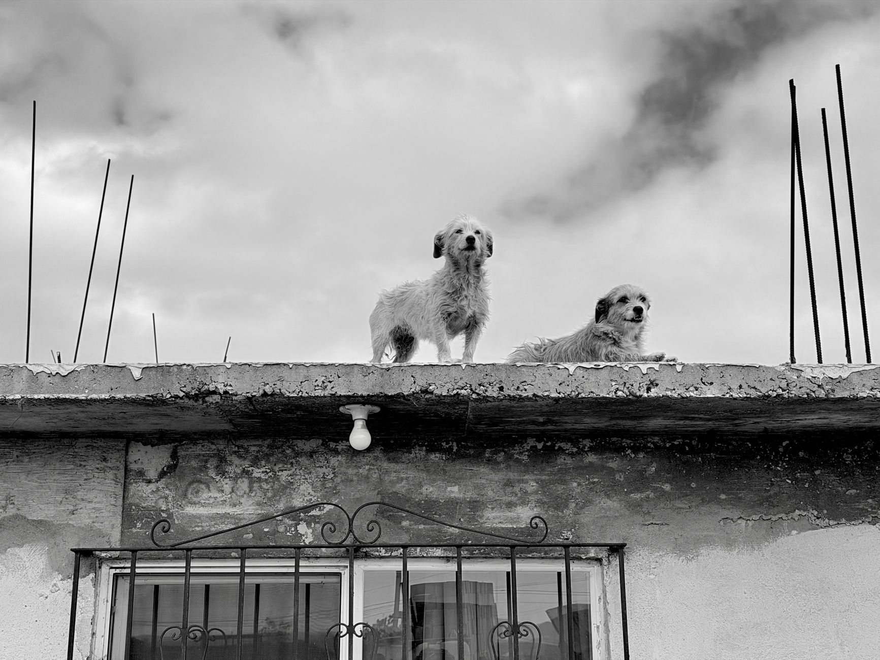 Portrait of a dog at a veterinary clinic