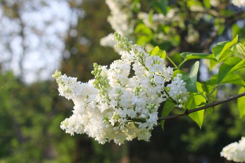 Free Close-up of white lilac flowers on a sunny day, showcasing their delicate beauty and vibrant greenery. Stock Photo