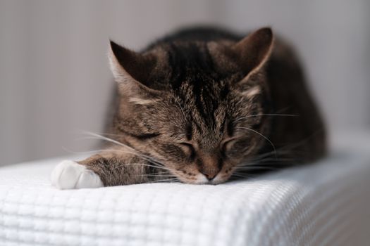 A serene cat sleeping soundly on a soft, white, textured blanket in a calming indoor setting.