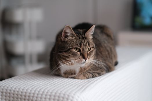 A serene tabby cat resting on a bed indoors, showcasing relaxation and comfort.