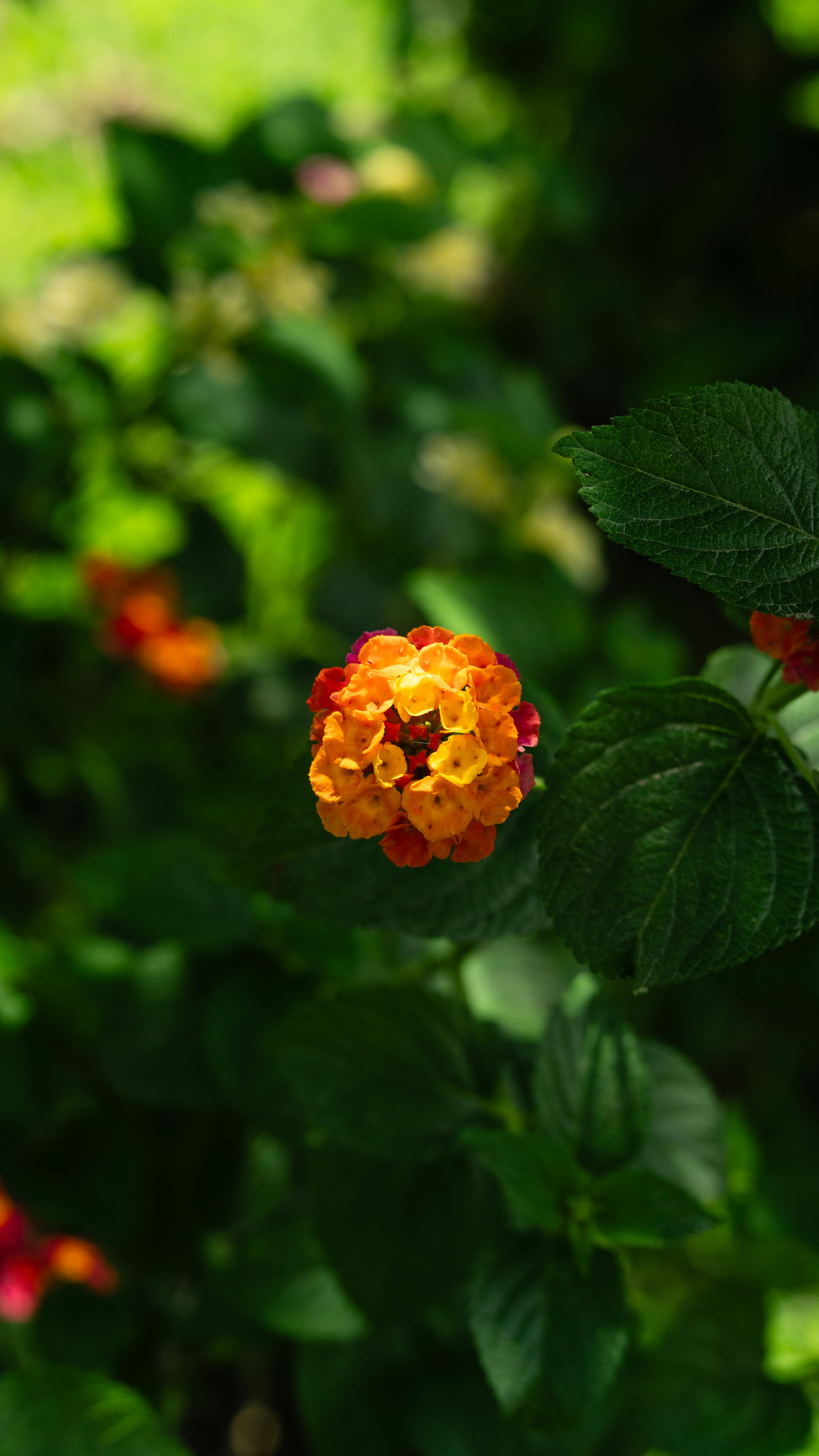 [ColoSach]-close-up-of-a-bright-lantana-flower-surrounded-by-lush-green-leaves-in-a-summer-garden.