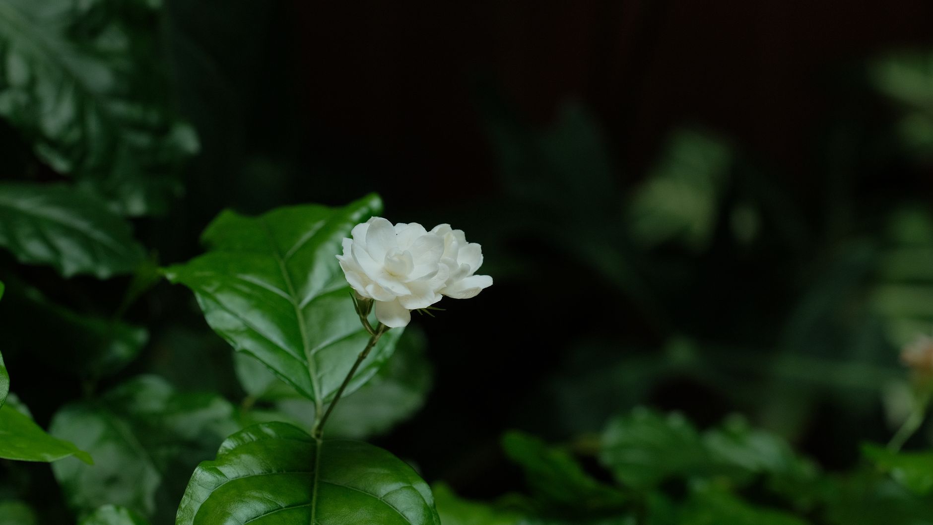 A serene close-up of a white jasmine flower blooming amidst lush green leaves in natural lighting.