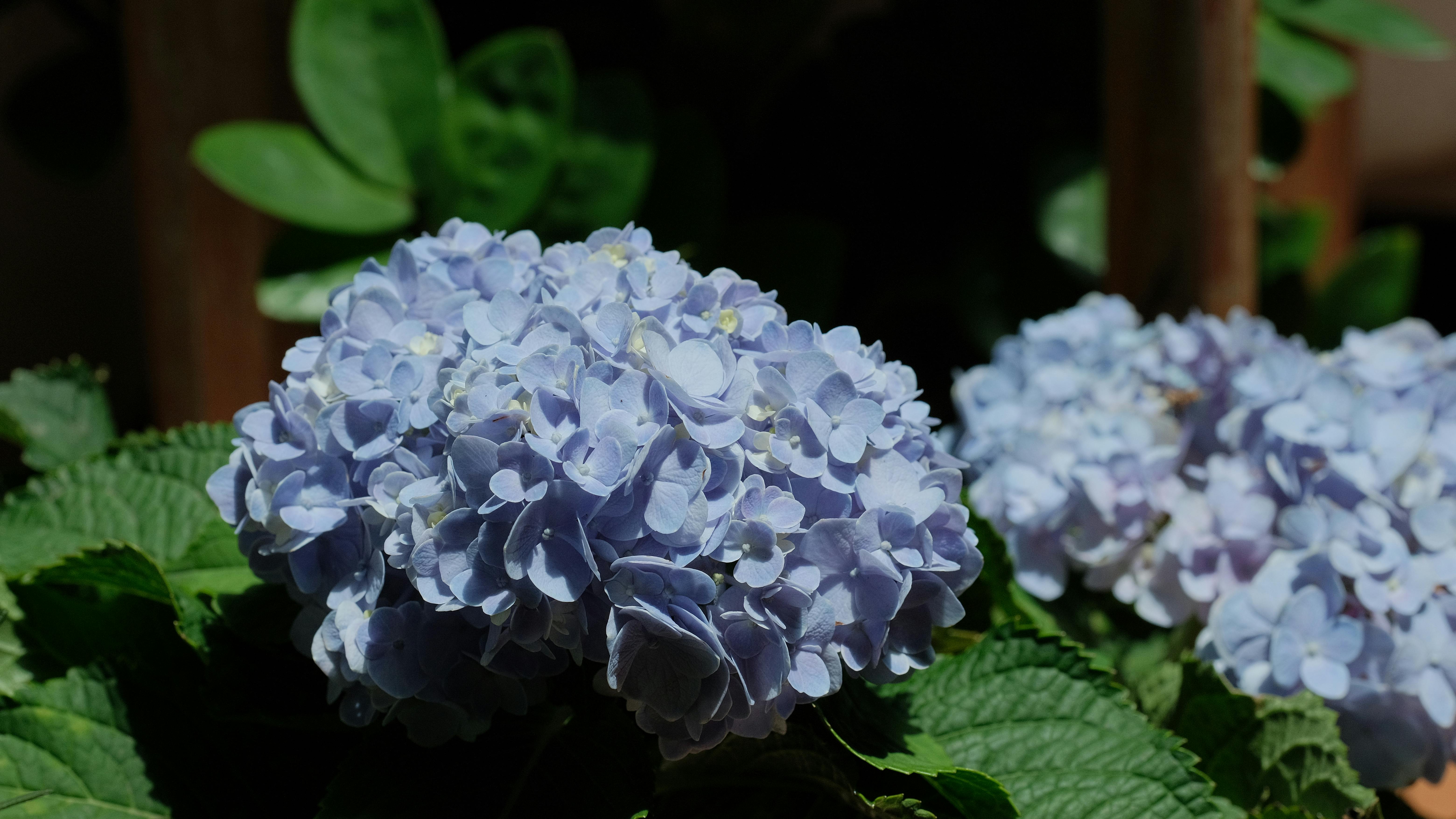 [ColoSach]-vibrant-blue-hydrangea-flowers-bloom-richly-amid-lush-green-foliage-under-daylight.