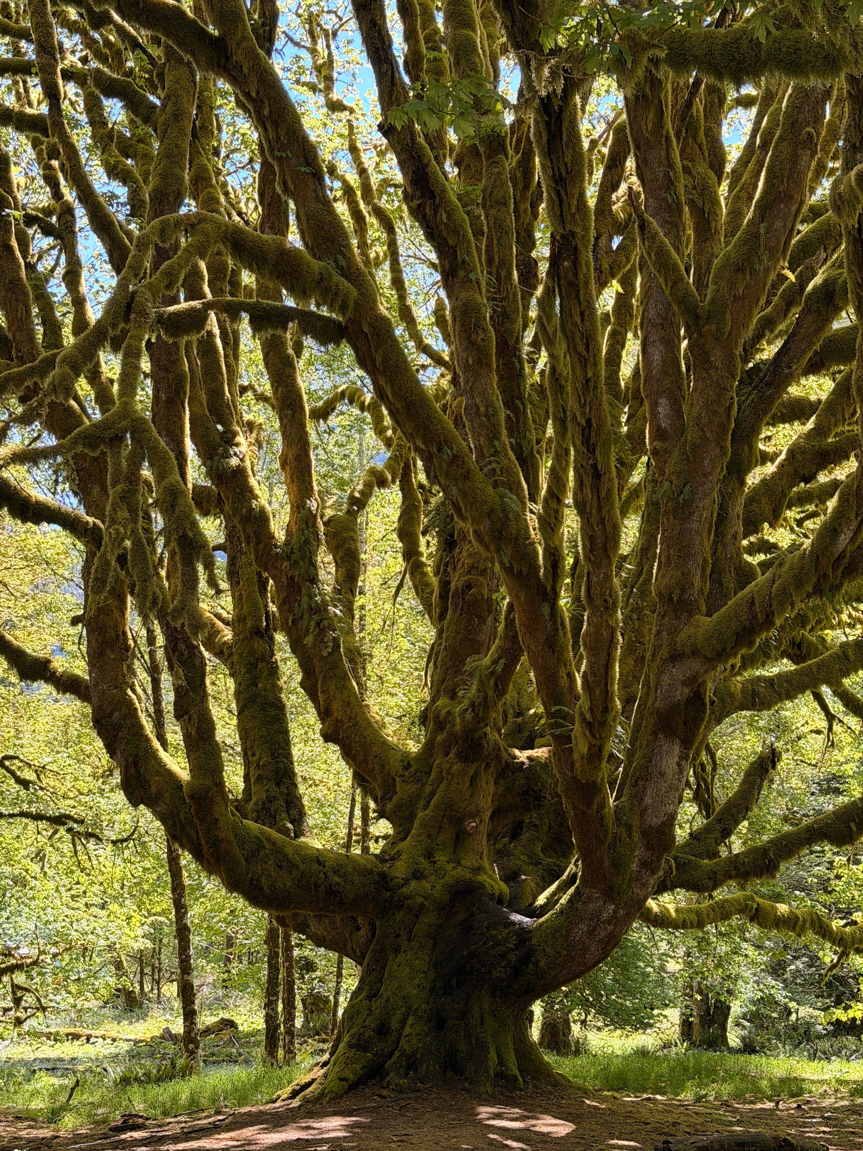 Explore the beauty of a moss-covered tree in a vibrant forest setting, capturing nature's tranquility.. pexels, explore, beau