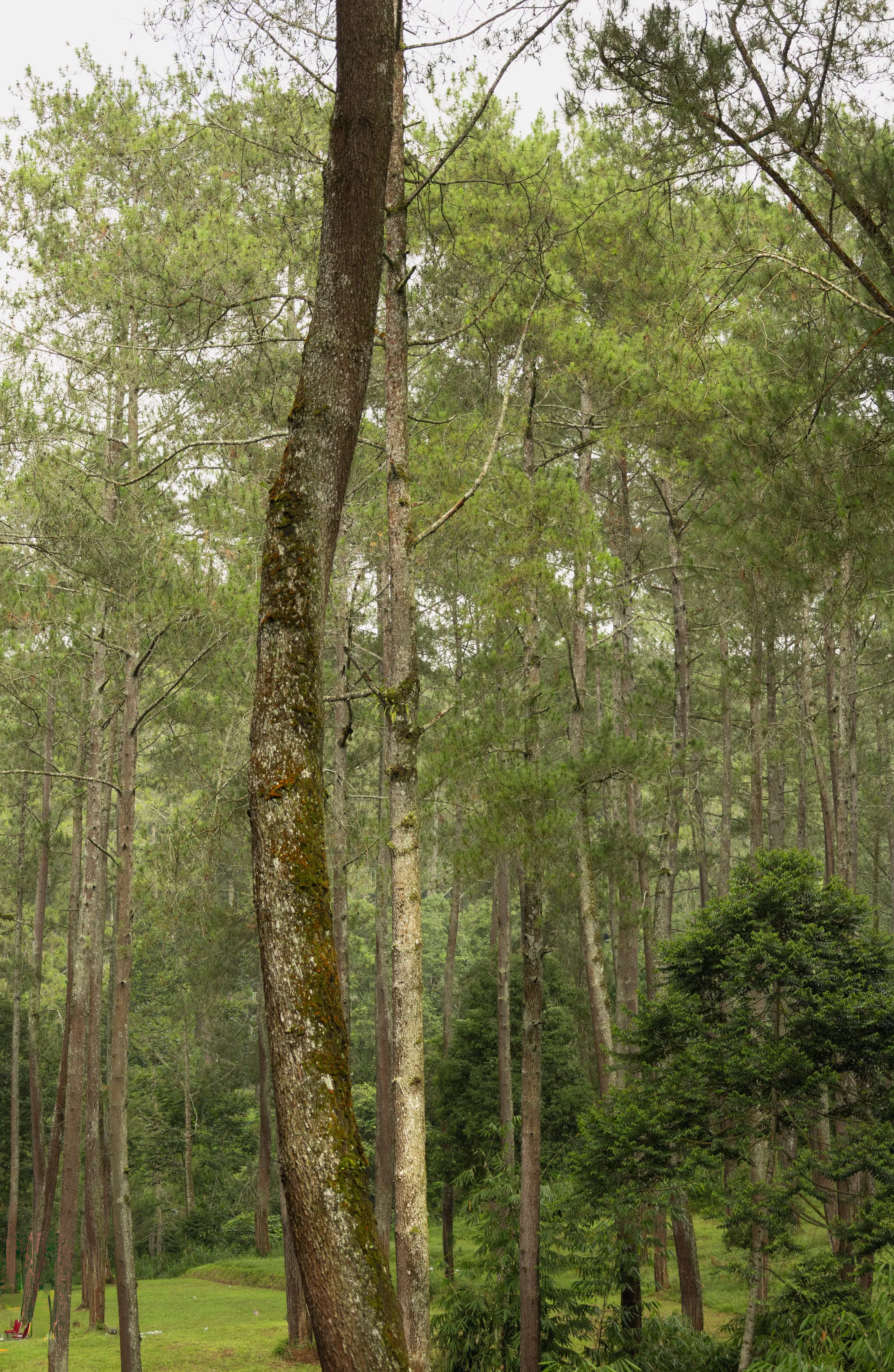 Tall Pine Trees in Misty Forest Landscape