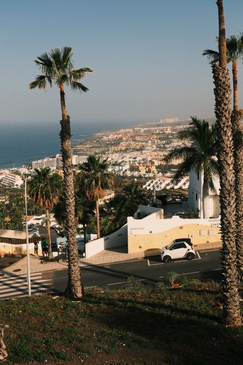 Free Panoramic coastal landscape featuring palm trees and ocean view with warm afternoon light. Stock Photo
