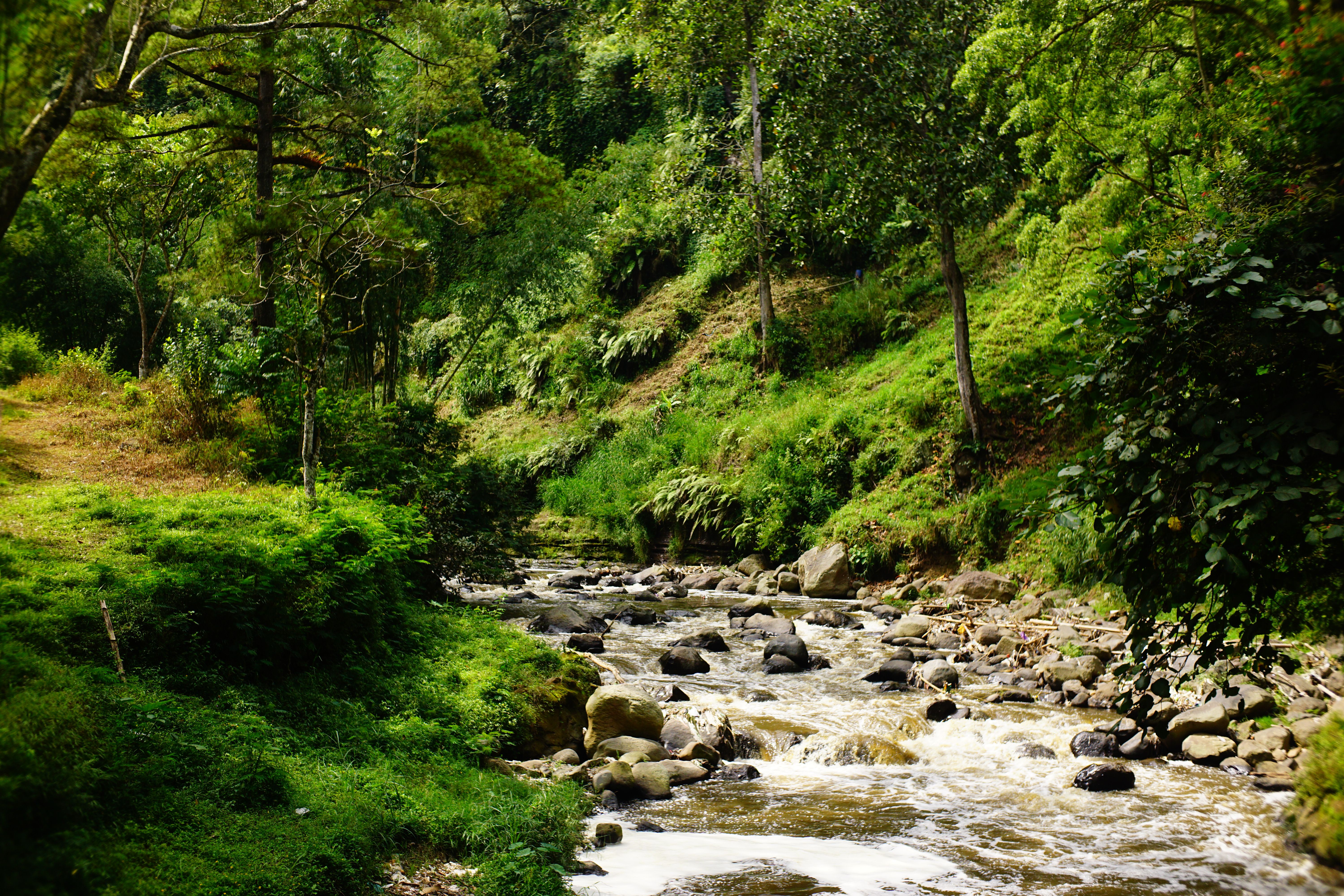 A serene forest scene with a flowing stream and lush greenery in summer.