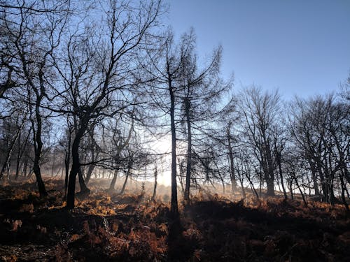 Základová fotografie zdarma na téma kapradina, les, mlha