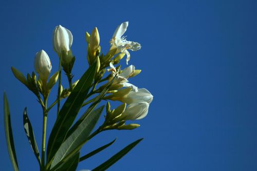 Free A vibrant white oleander flower set against a clear blue sky, showcasing nature's beauty. Stock Photo