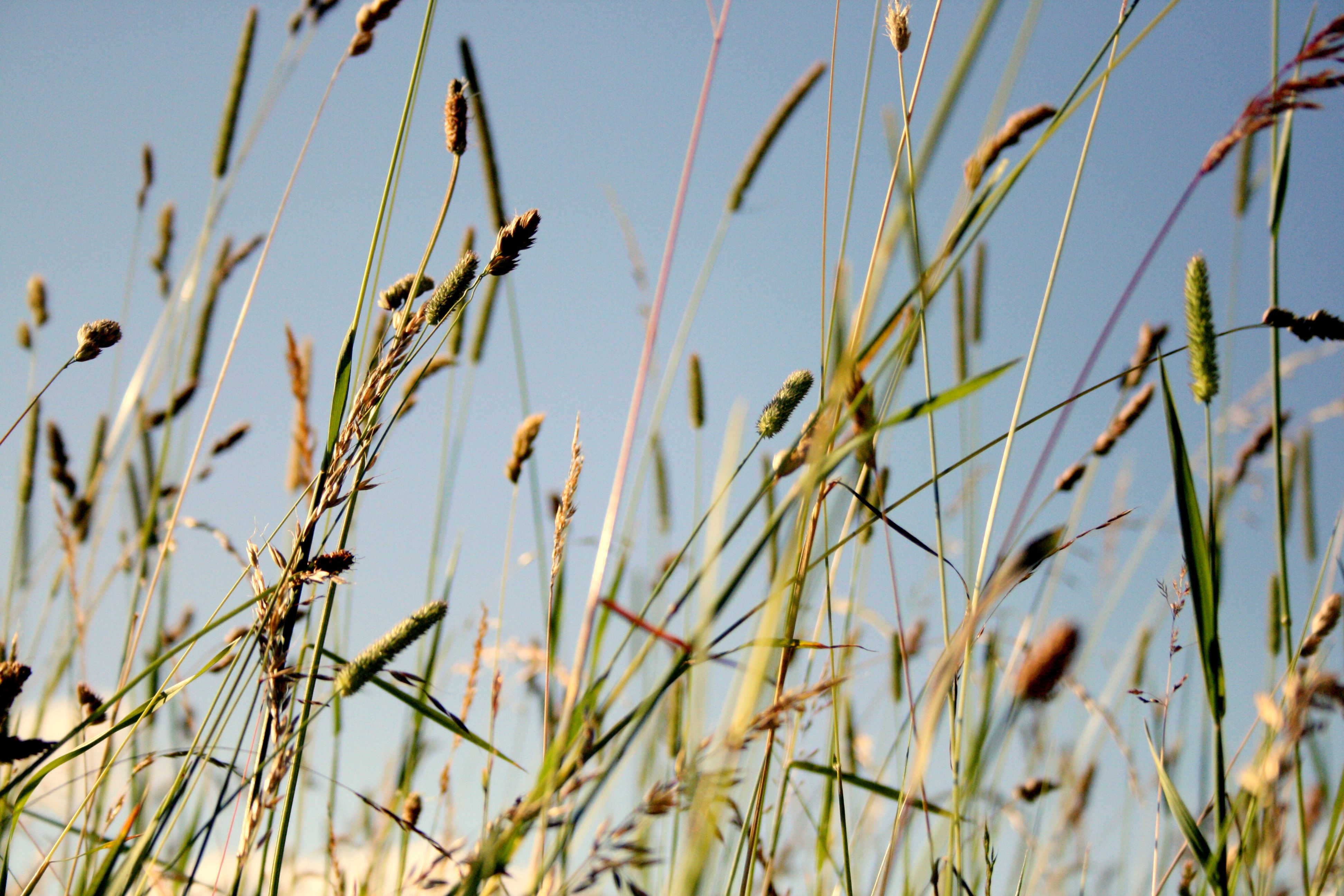 Close-up of tall grass in a sunlit summer meadow against a clear blue sky.