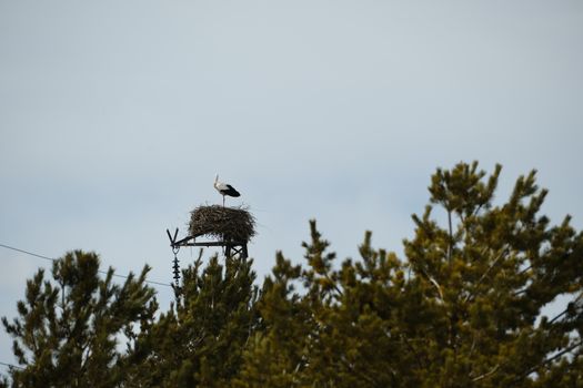 A lone stork stands on its nest in a tree against a clear blue sky.