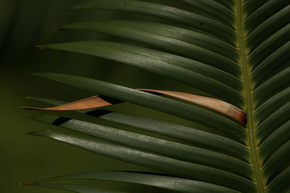 Detailed close-up of a green palm leaf with natural sunlight casting shadows, highlighting textures. Detailed close-up of a green palm leaf with natural sunlight casting shadows, highlighting textures.