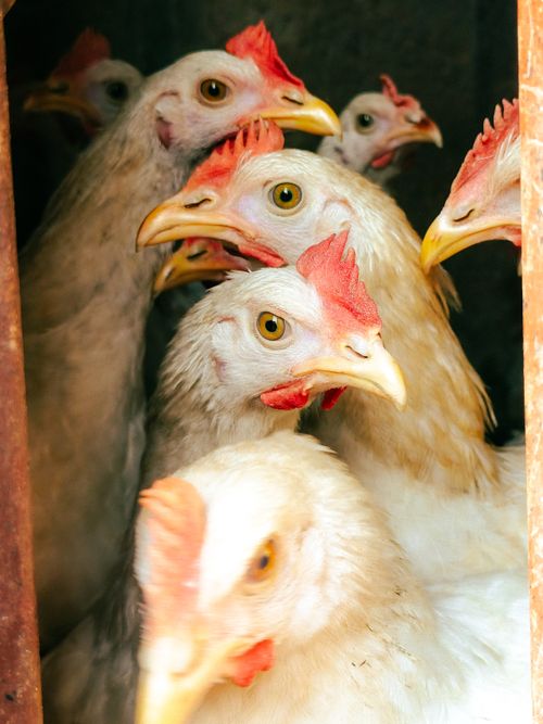 Free A group of white chickens with red combs closely packed in a coop in Lagos. Stock Photo