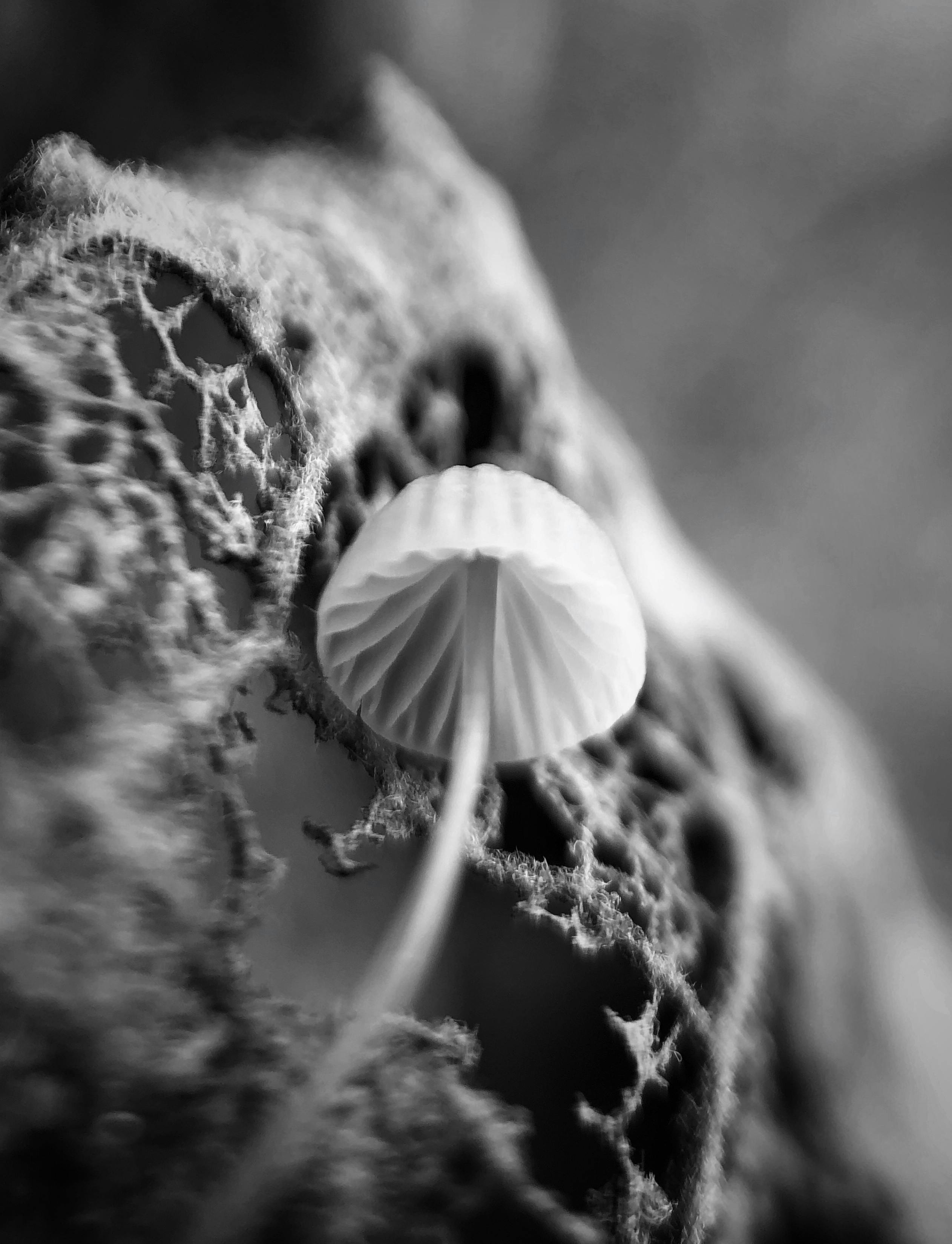 grayscale photo of mushroom