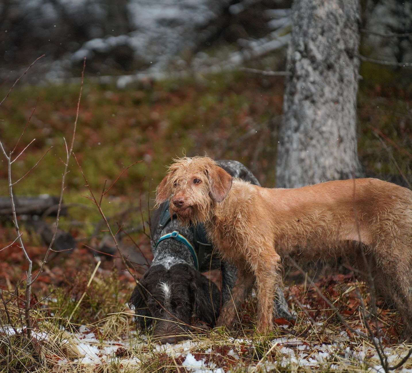Two wirehaired dogs exploring a snowy forest area in autumn, showcasing their playful and curious nature.