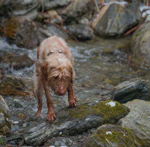 Free A wet dog walking on rocks in a stream, showcasing nature and adventure. Stock Photo