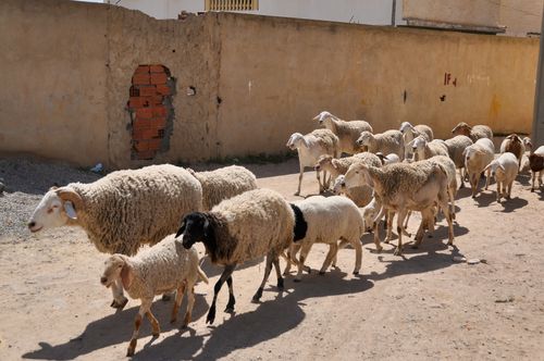 Free A flock of sheep walking on a dusty village street in Tunis, showcasing rural life. Stock Photo