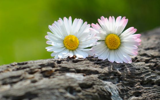 Beautiful close-up of two garden daisy flowers resting on textured wood with a vibrant green background.