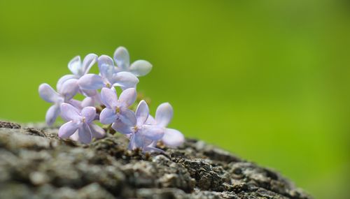 Free Delicate lilac flowers in focus against a vibrant green blurred background. Stock Photo